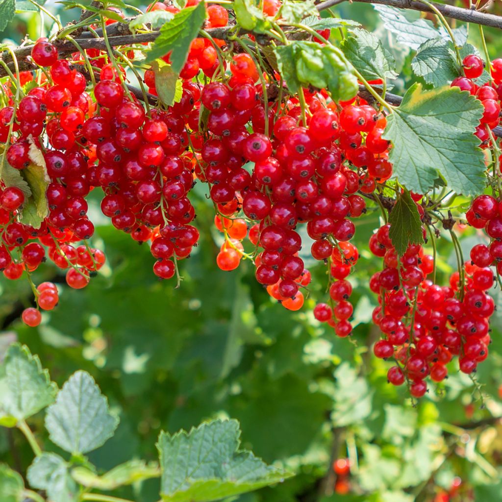 Groseillier rouge Jonkheer van Tets