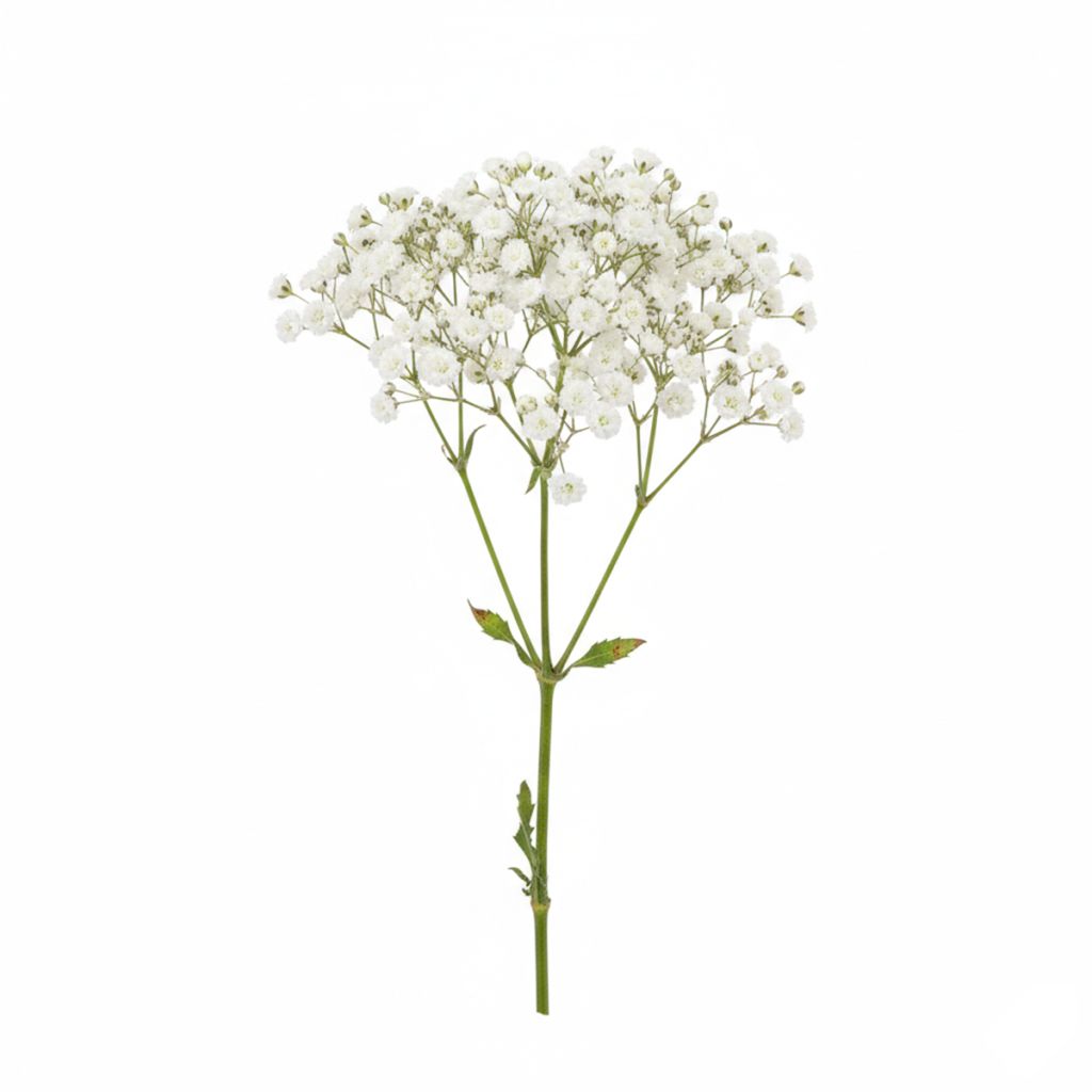 Gypsophile