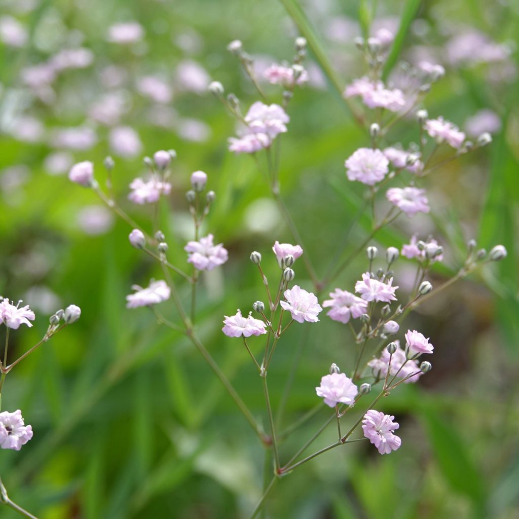 Gypsophile