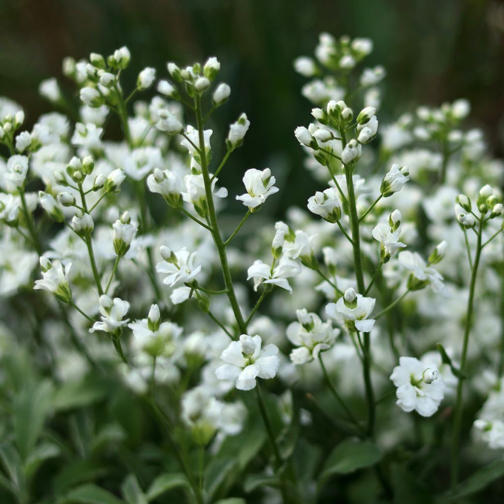 Gypsophile blanche