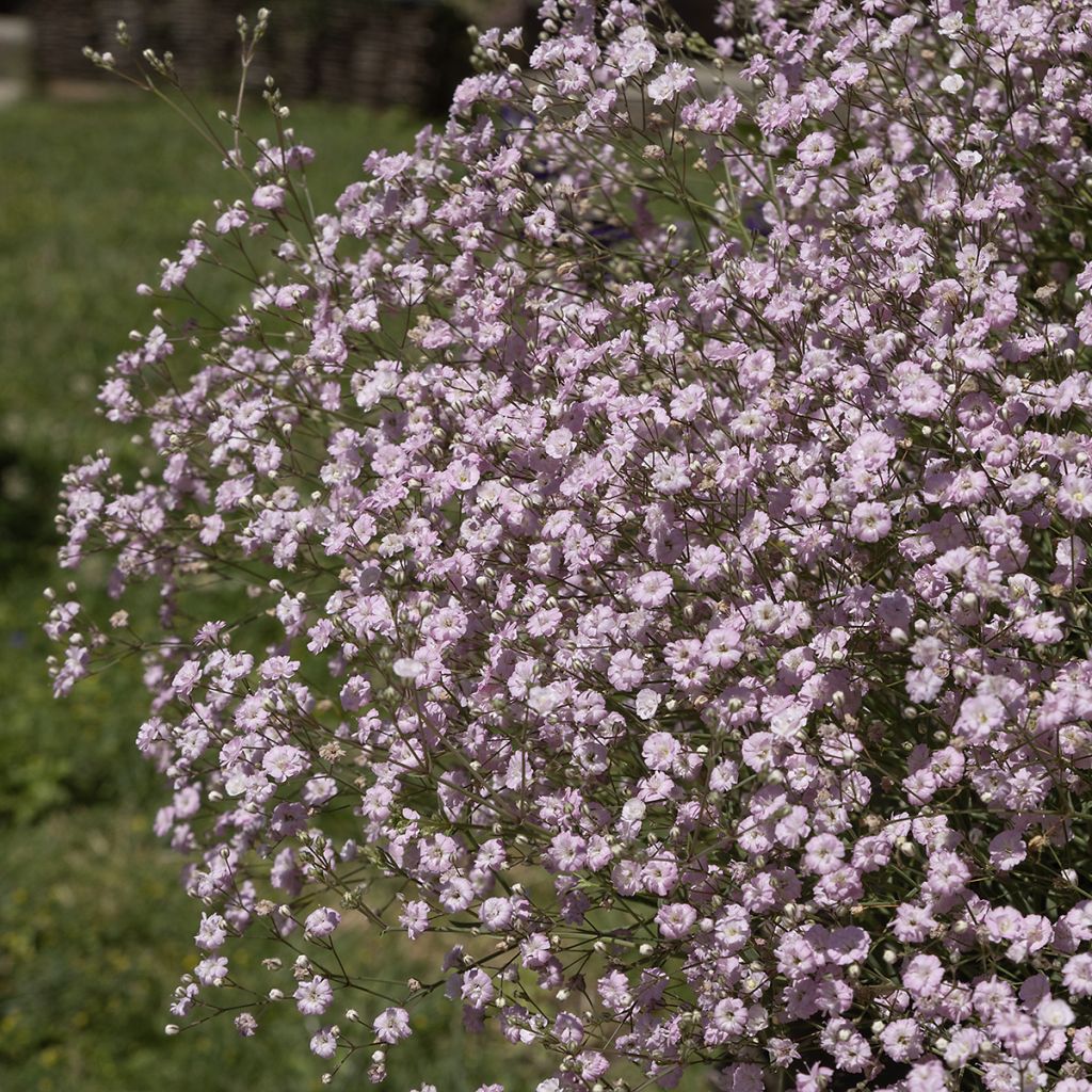 Gypsophile rose