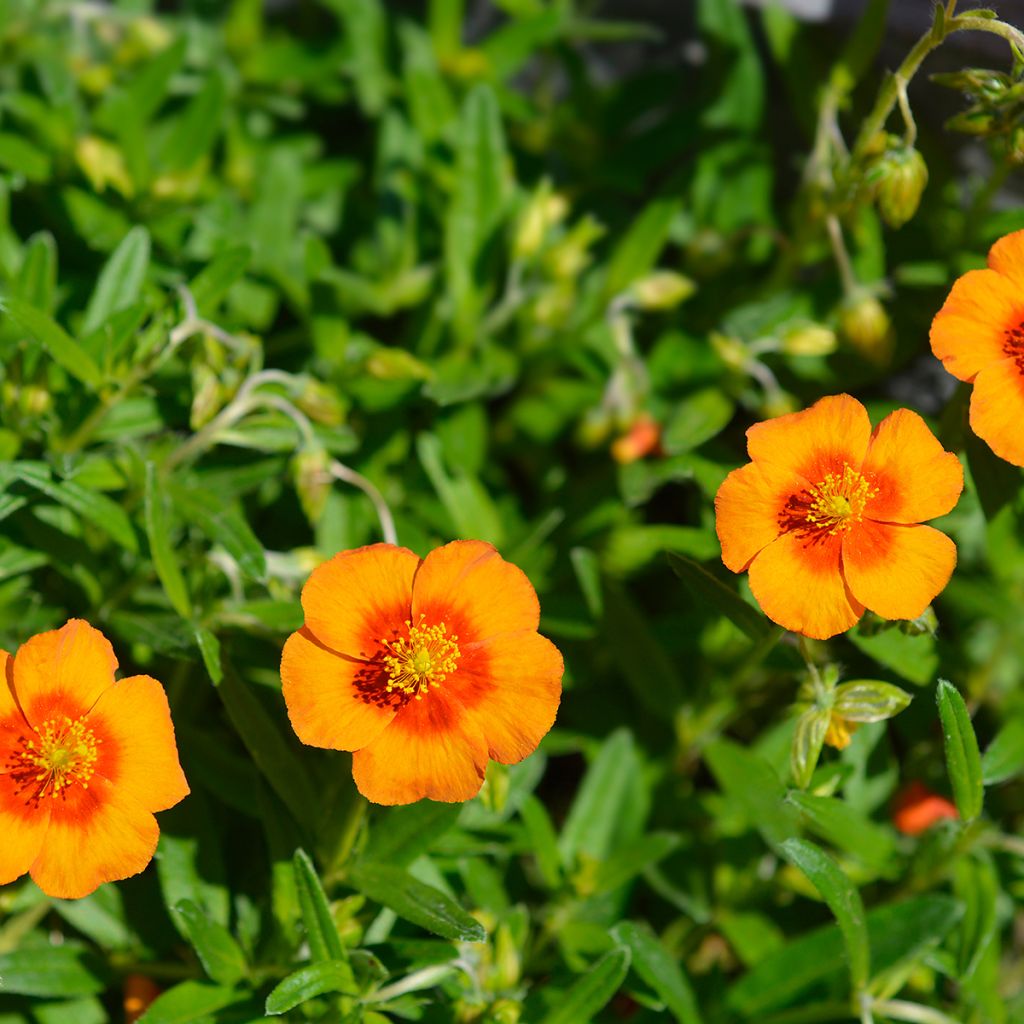 Hélianthème orange