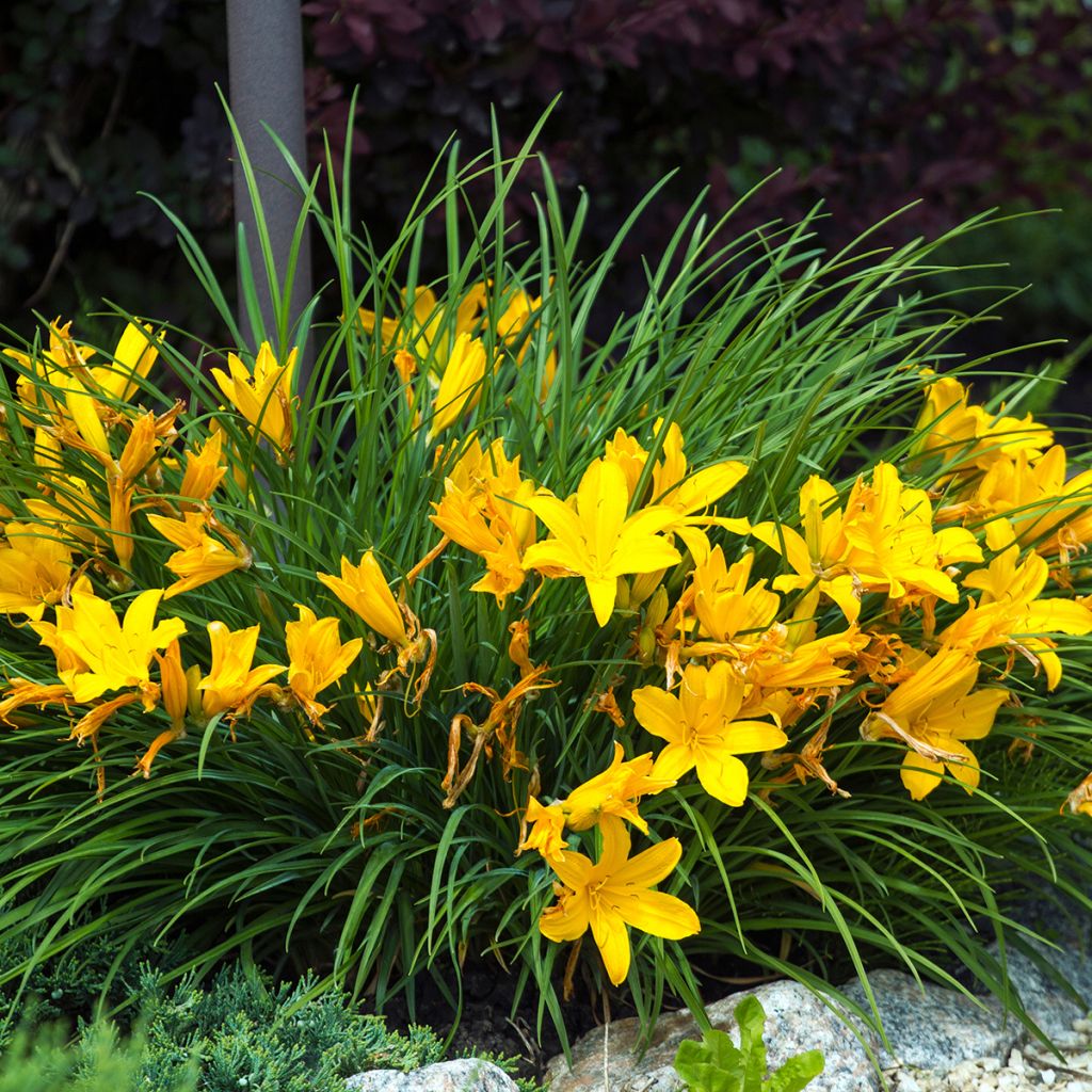 Hémérocalle jaune