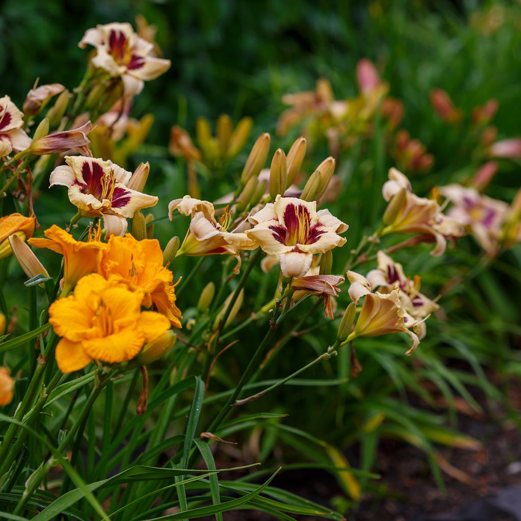 Hémérocalle multicolore