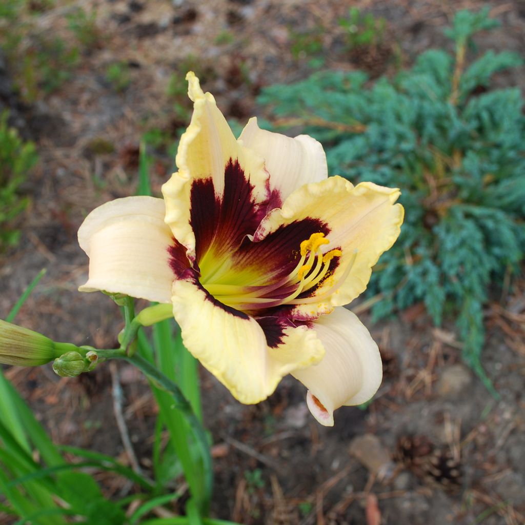 Hémérocalle multicolore