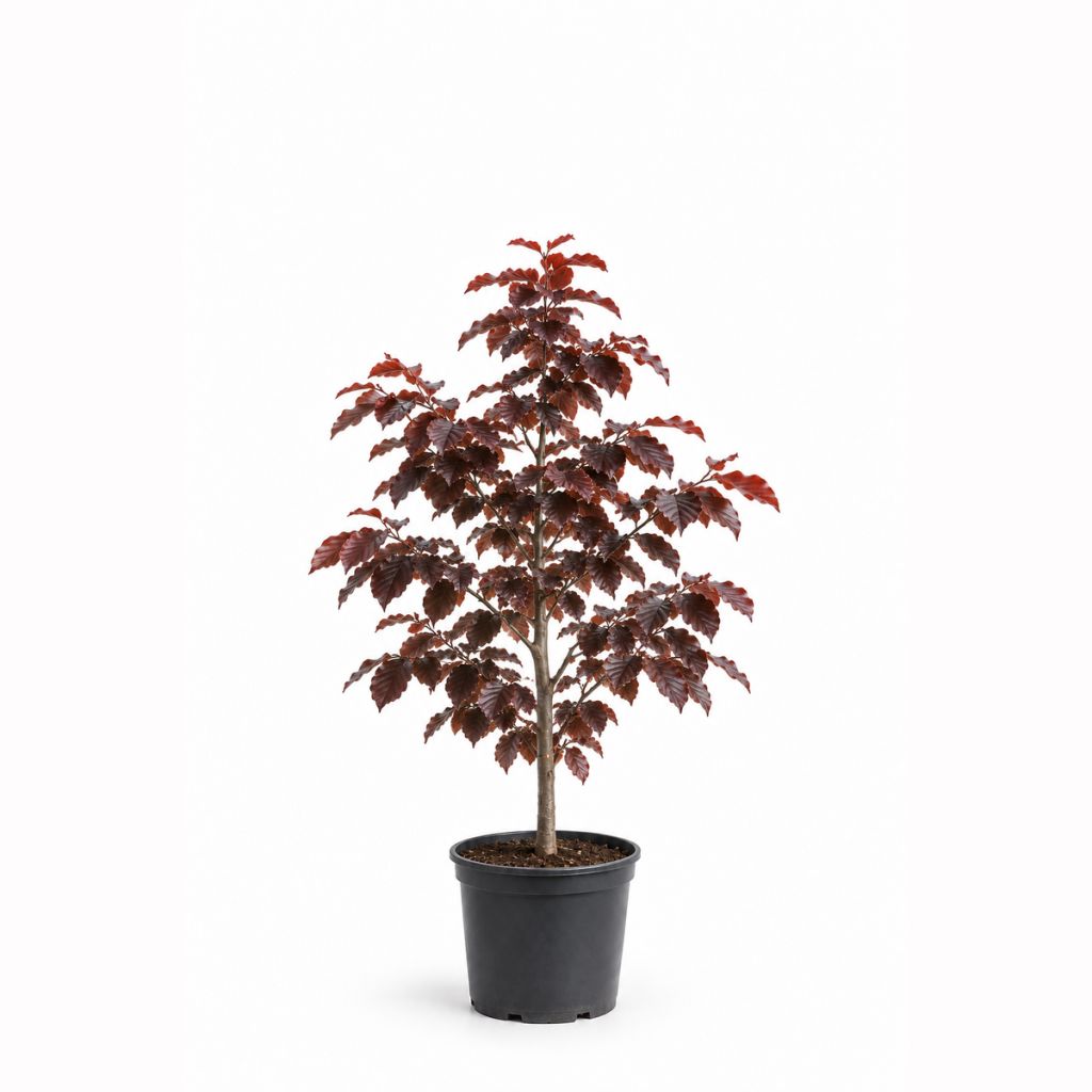 Hêtre pourpre