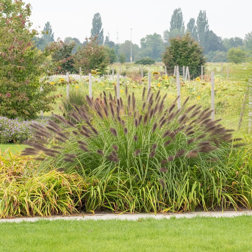 Herbe aux écouvillons épis bruns