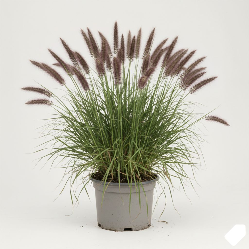 Herbe aux écouvillons épis pourpres