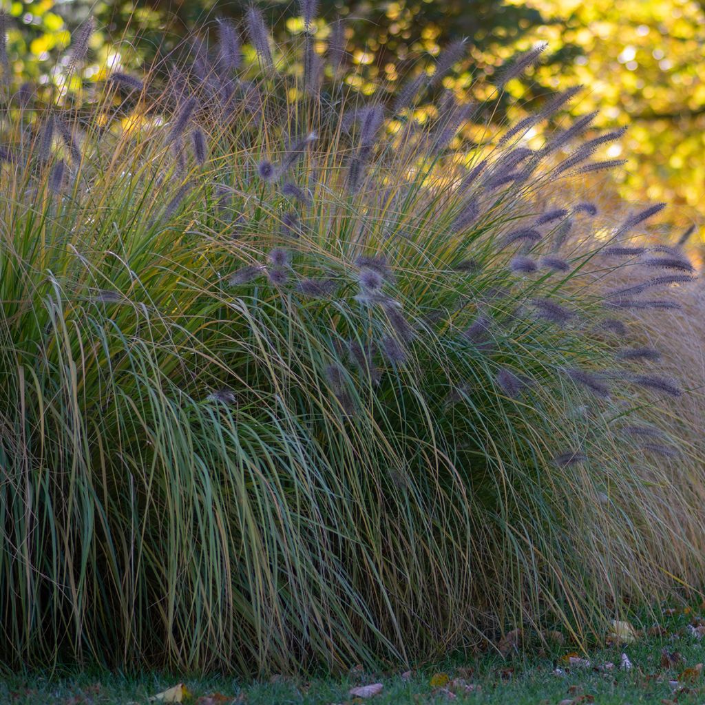 Herbe aux écouvillons épis pourpres
