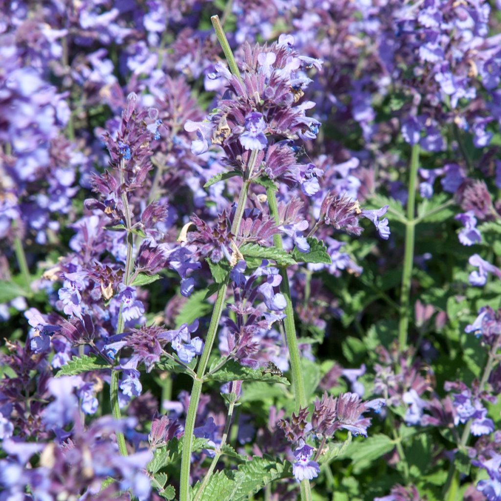 Herbe à chats bleue