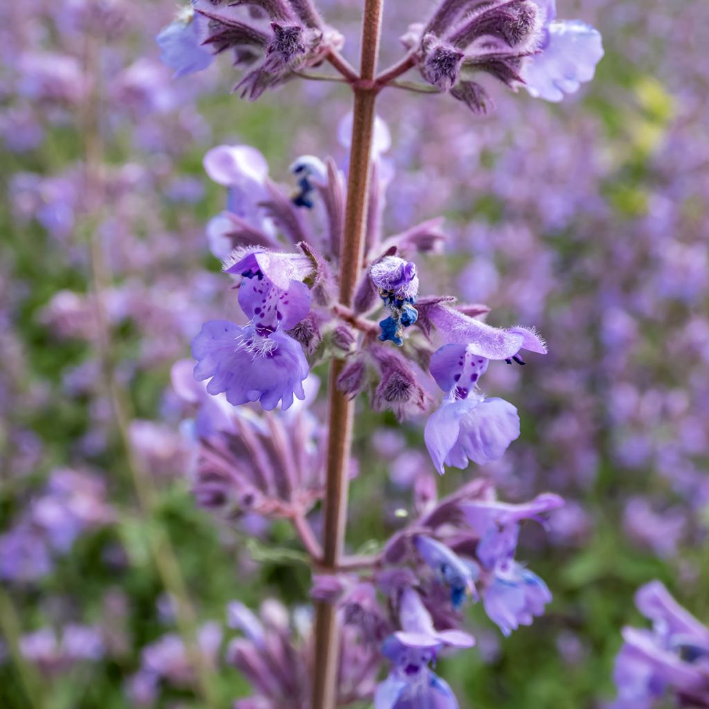 Herbe à chats bleue