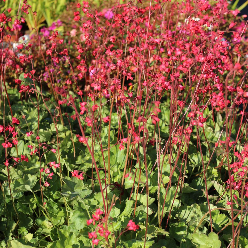 Heuchère rouge