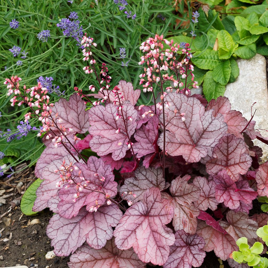 Heuchère rouge pourpre