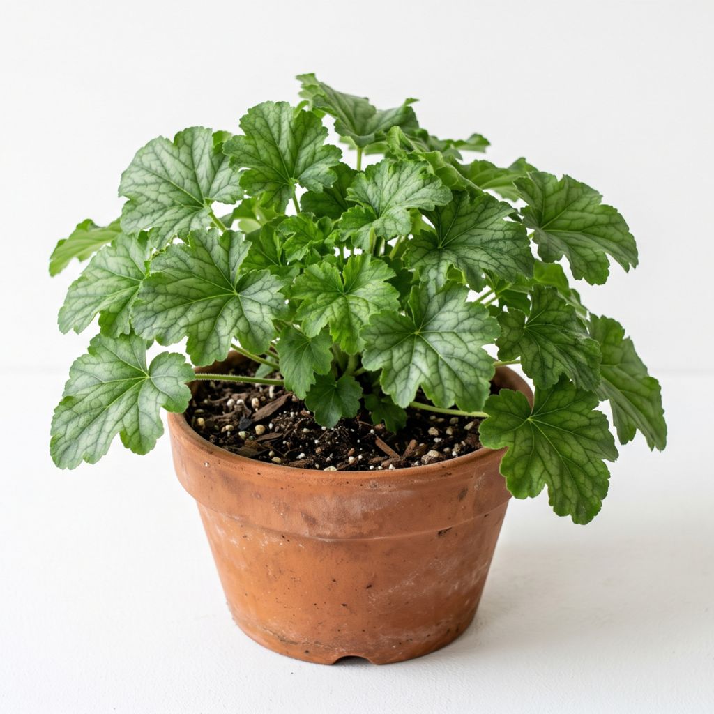 Heuchère verte