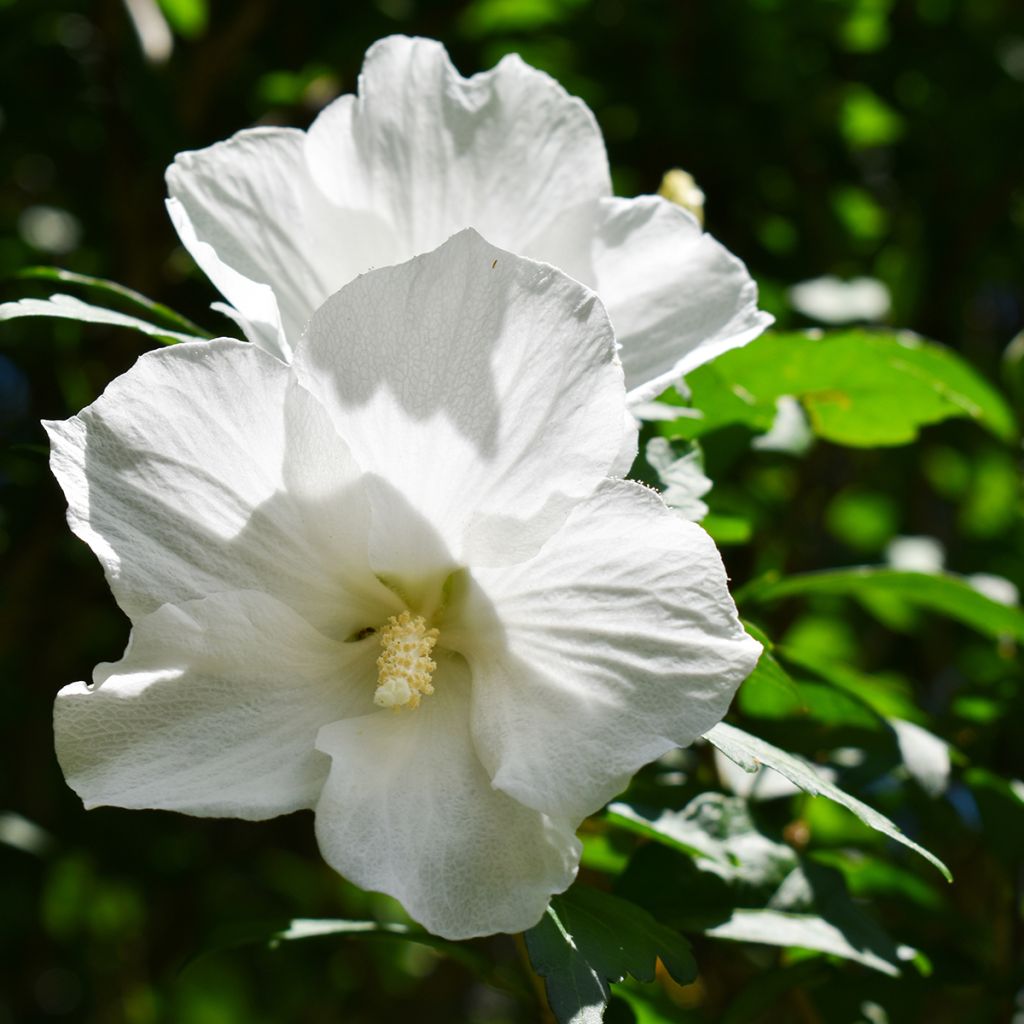 Hibiscus blanc - Althéa