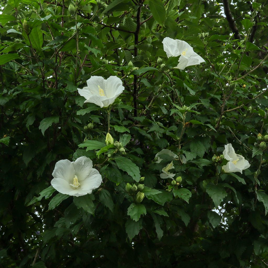 Hibiscus blanc - Althéa