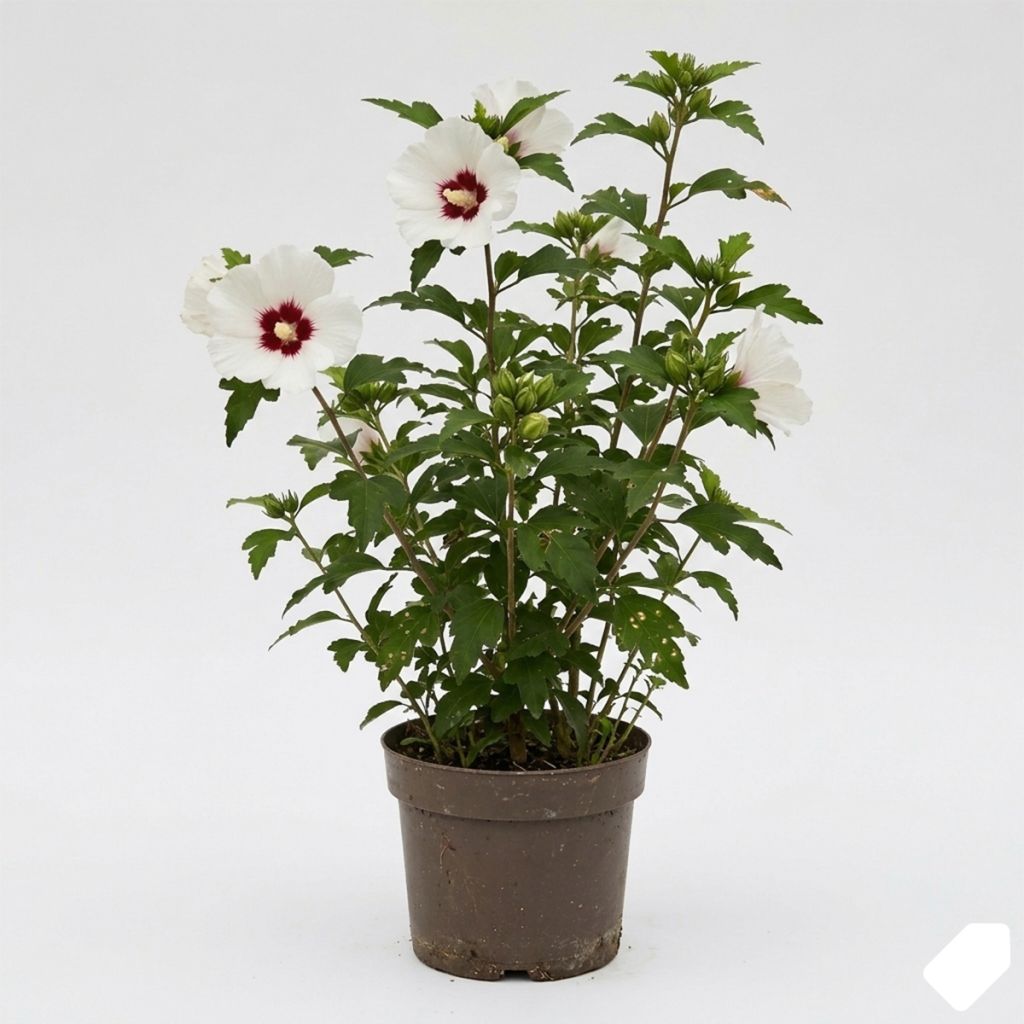 Hibiscus blanc et rouge - Althéa