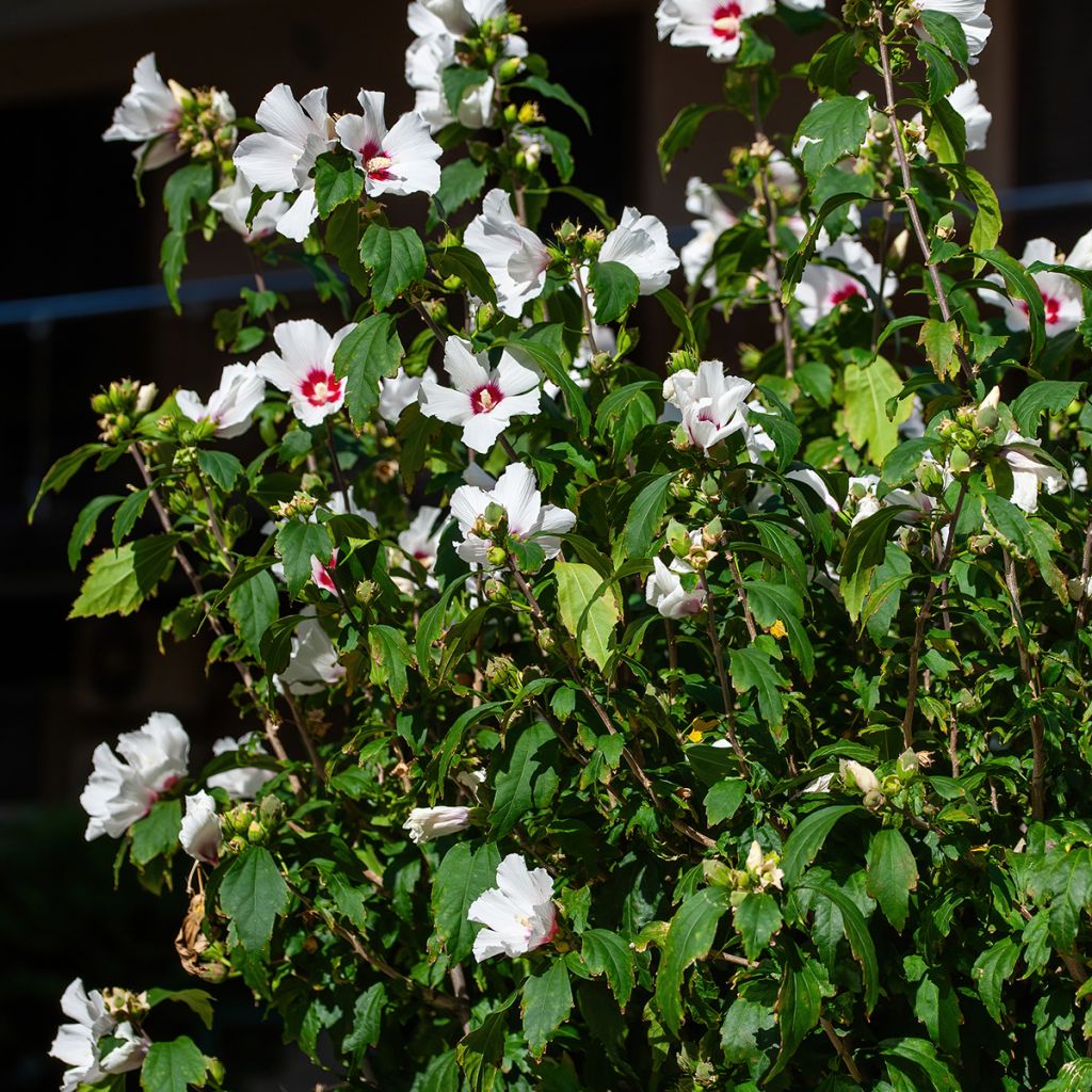 Hibiscus blanc et rouge - Althéa