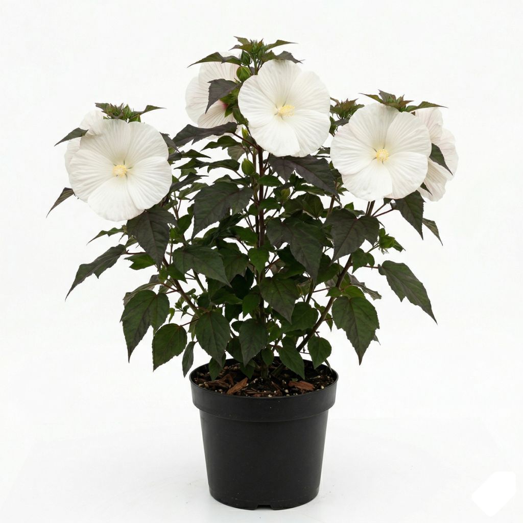 Hibiscus des marais blanc