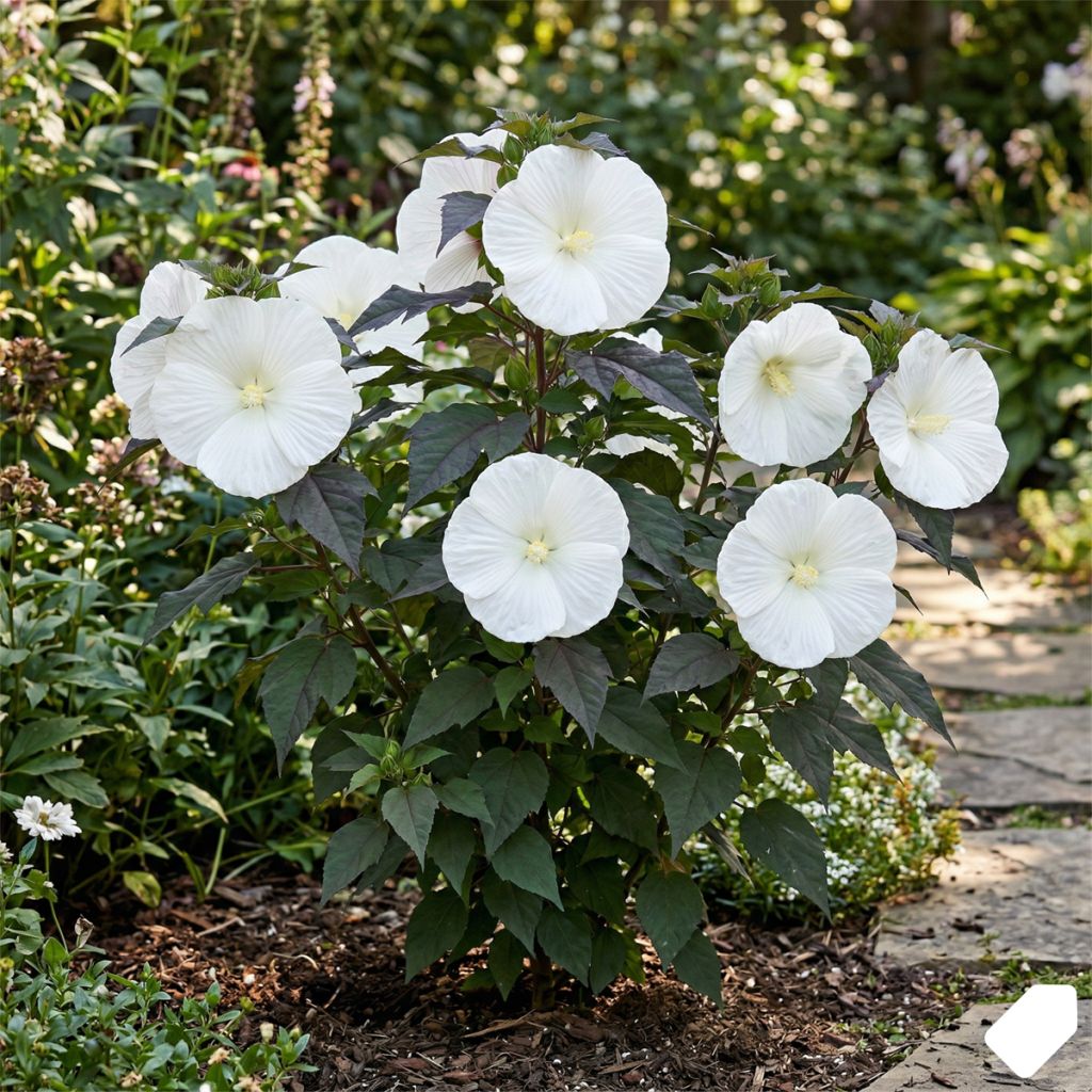 Hibiscus des marais blanc