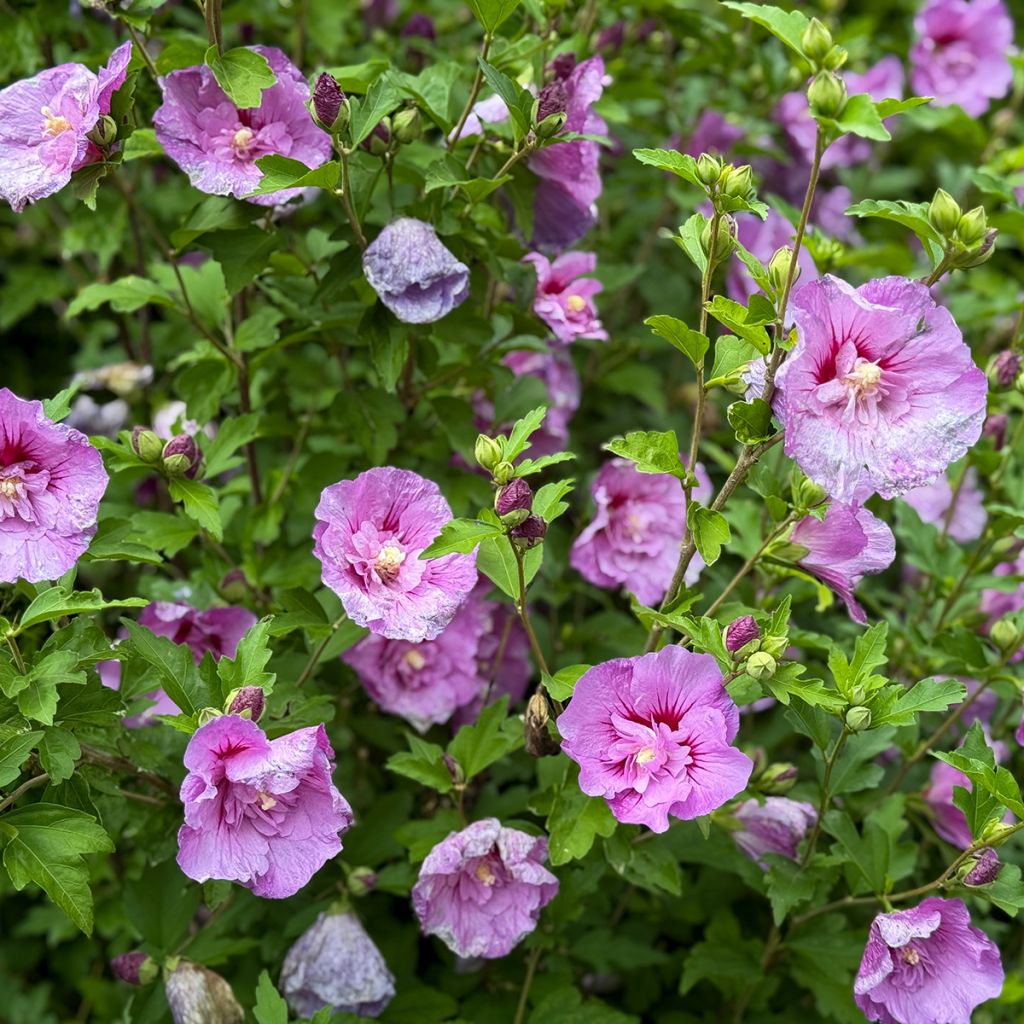 Hibiscus mauve - Althéa