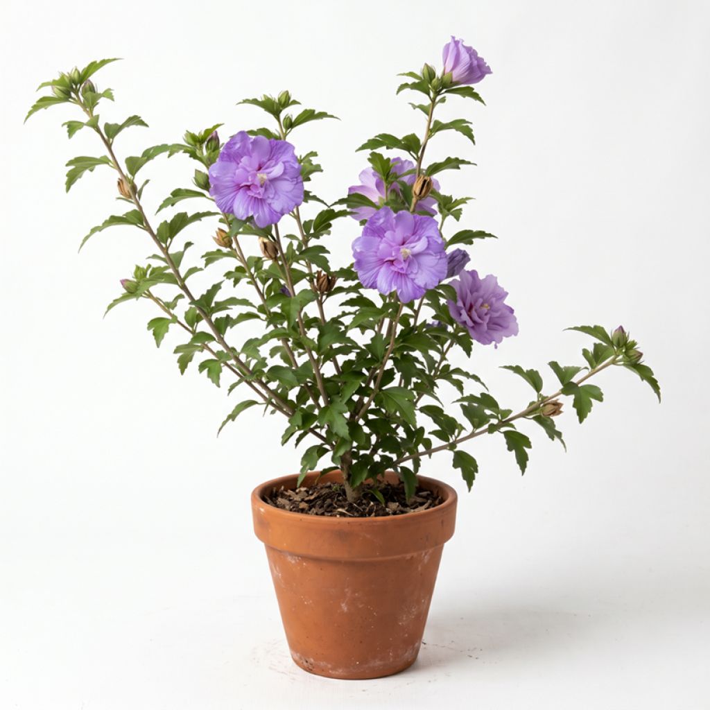 Hibiscus mauve - Althéa