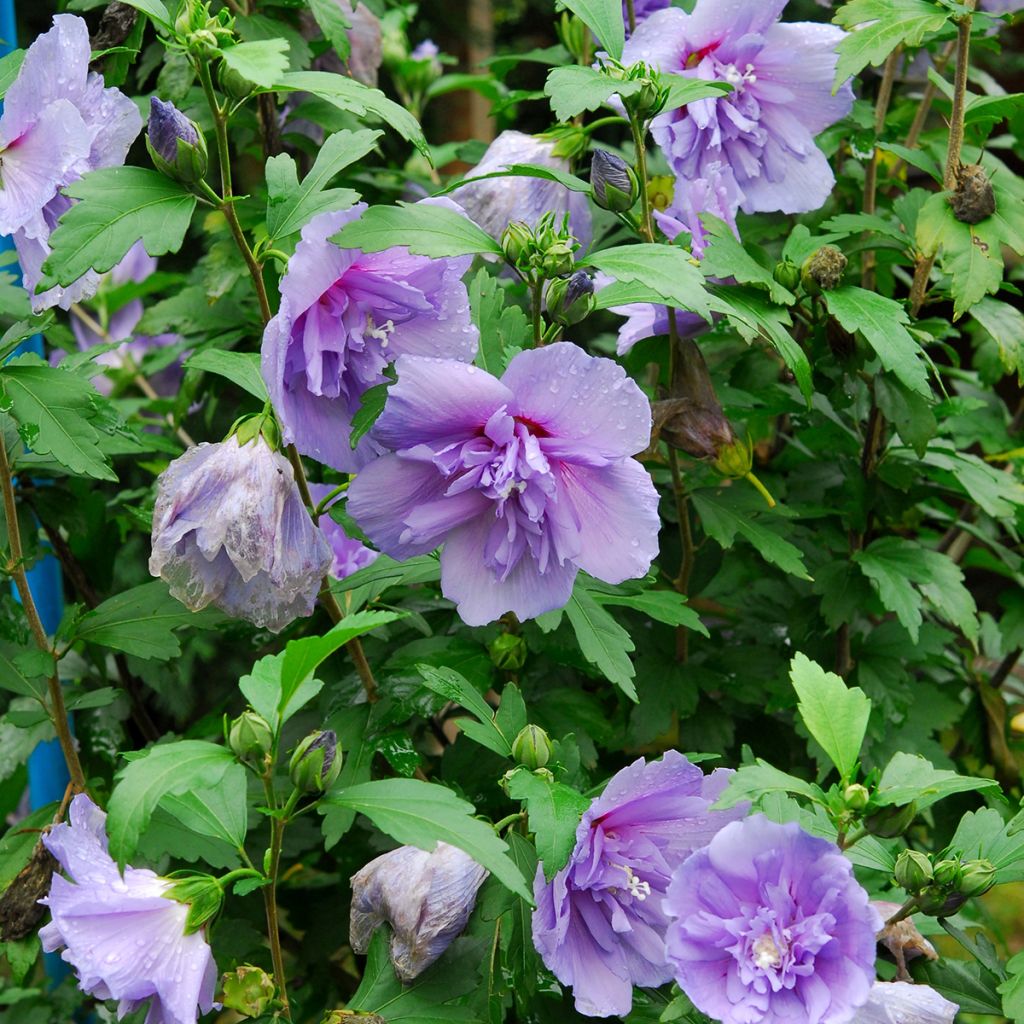 Hibiscus mauve - Althéa