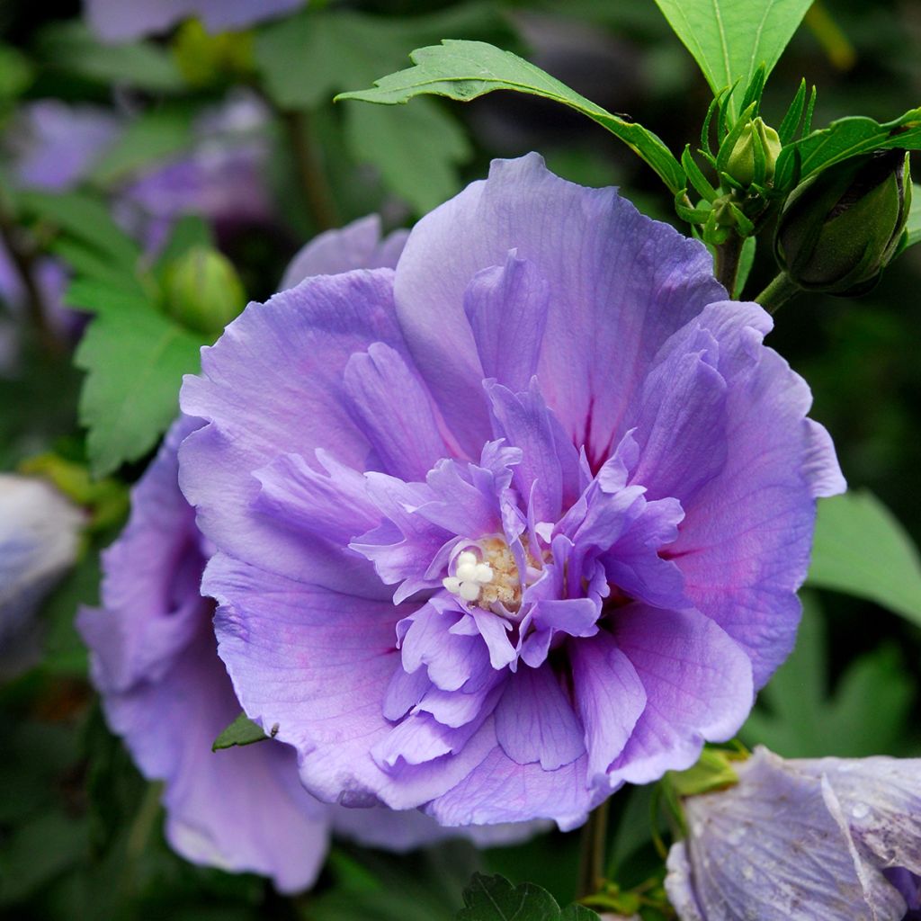 Hibiscus mauve - Althéa