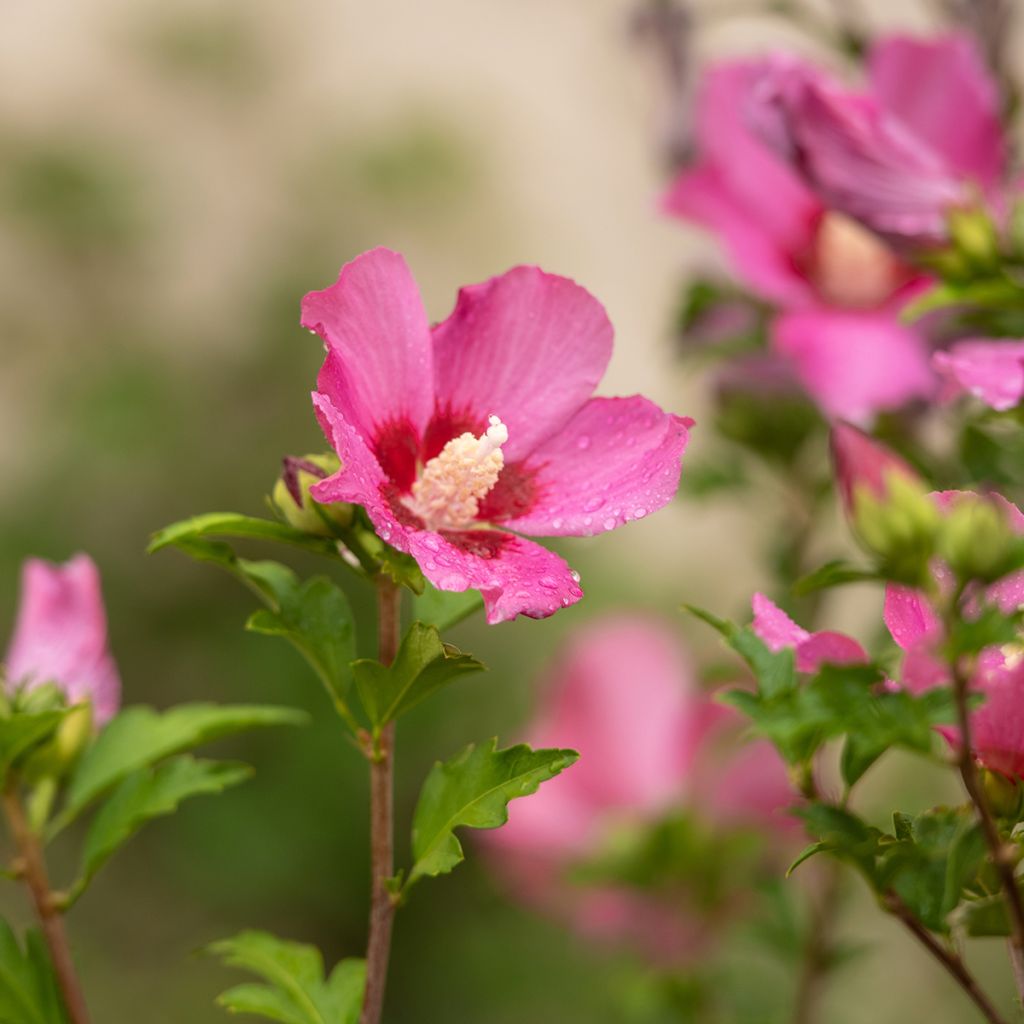 Hibiscus rose - Althéa