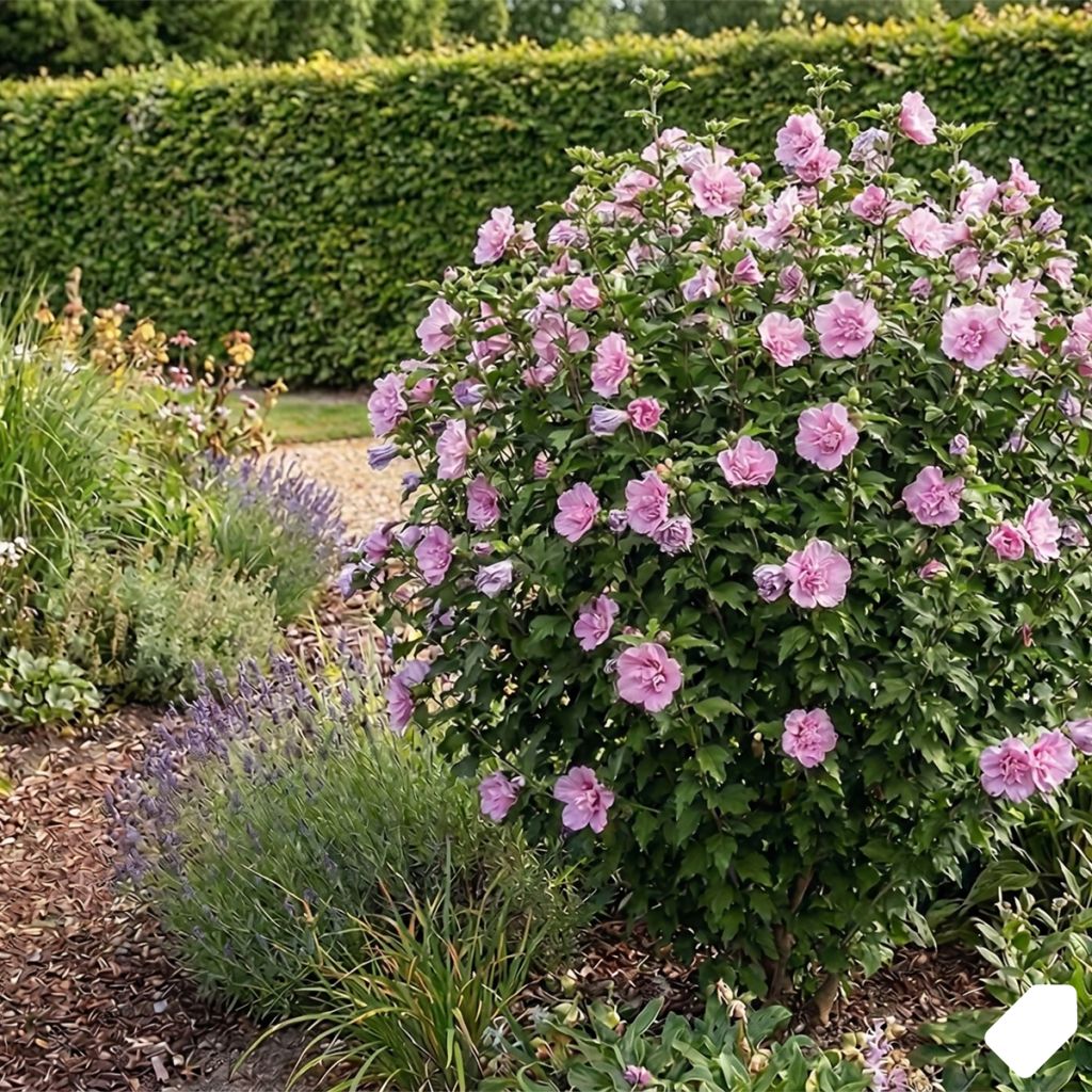 Hibiscus rose double - Althéa