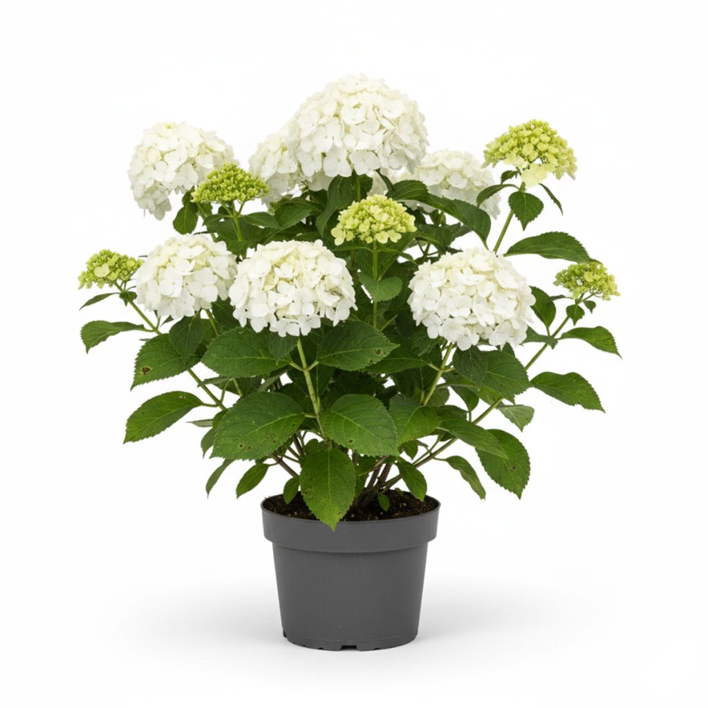 Hortensia arborescent Annabelle
