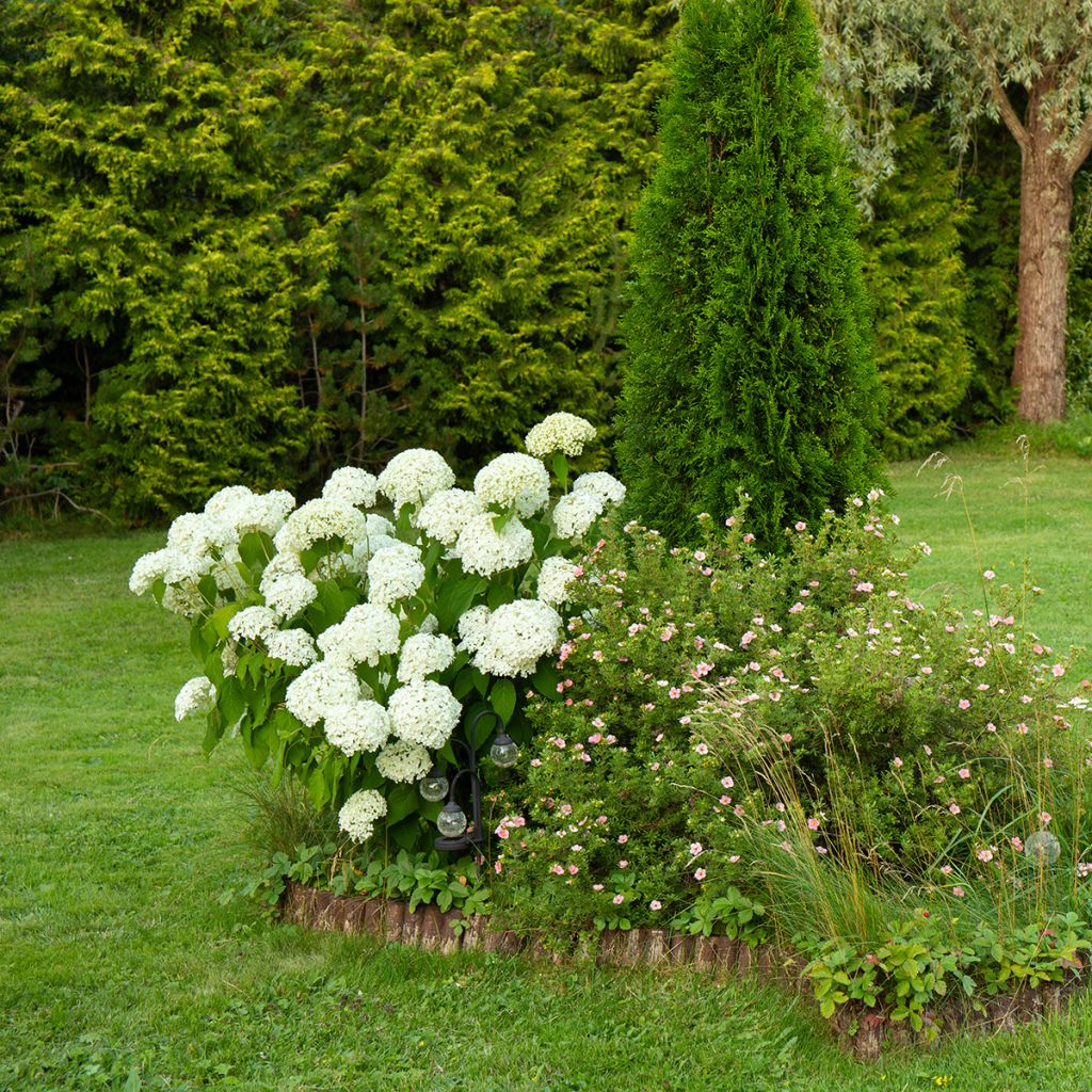 Hortensia arborescent Annabelle
