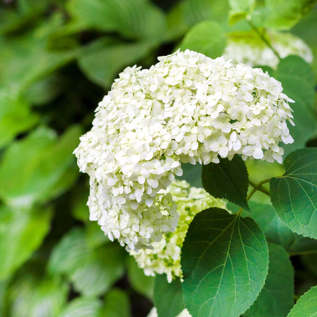 Hortensia arborescent Annabelle