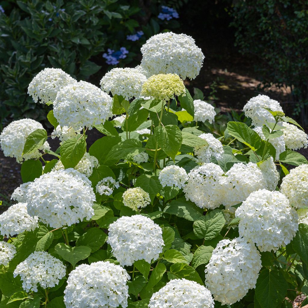 Hortensia arborescent Annabelle