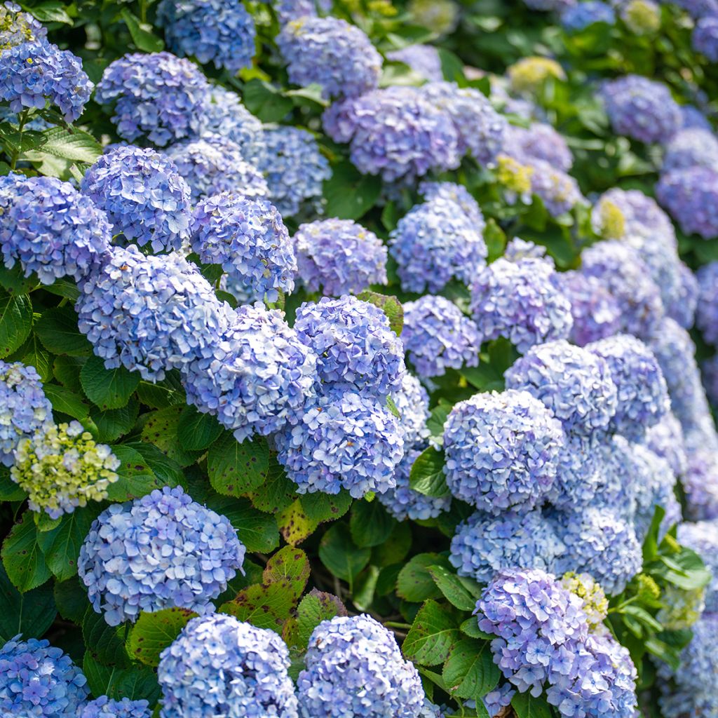 Hortensia bleu