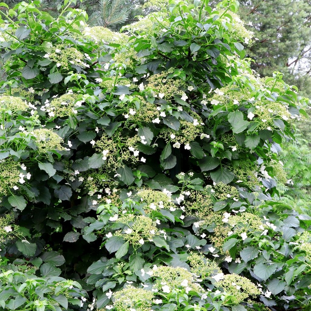Hortensia grimpant