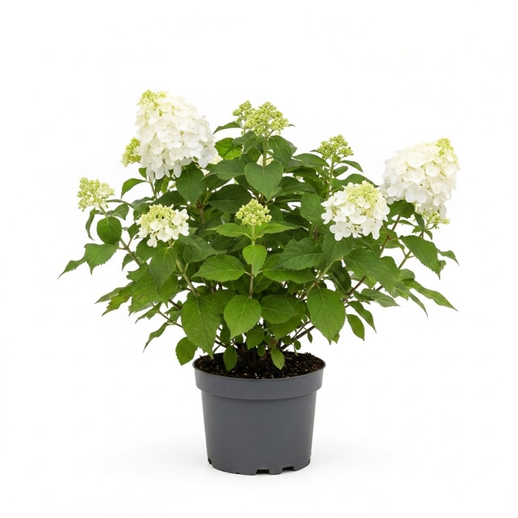Hortensia paniculé blanc