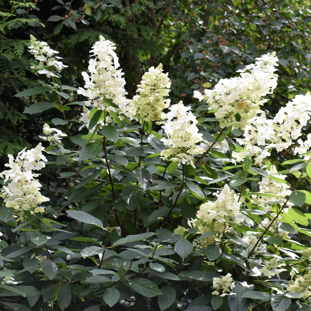 Hortensia paniculé blanc