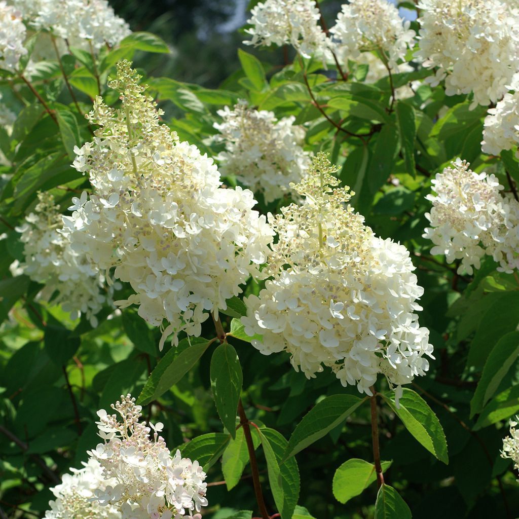 Hortensia paniculé blanc à grosses fleurs