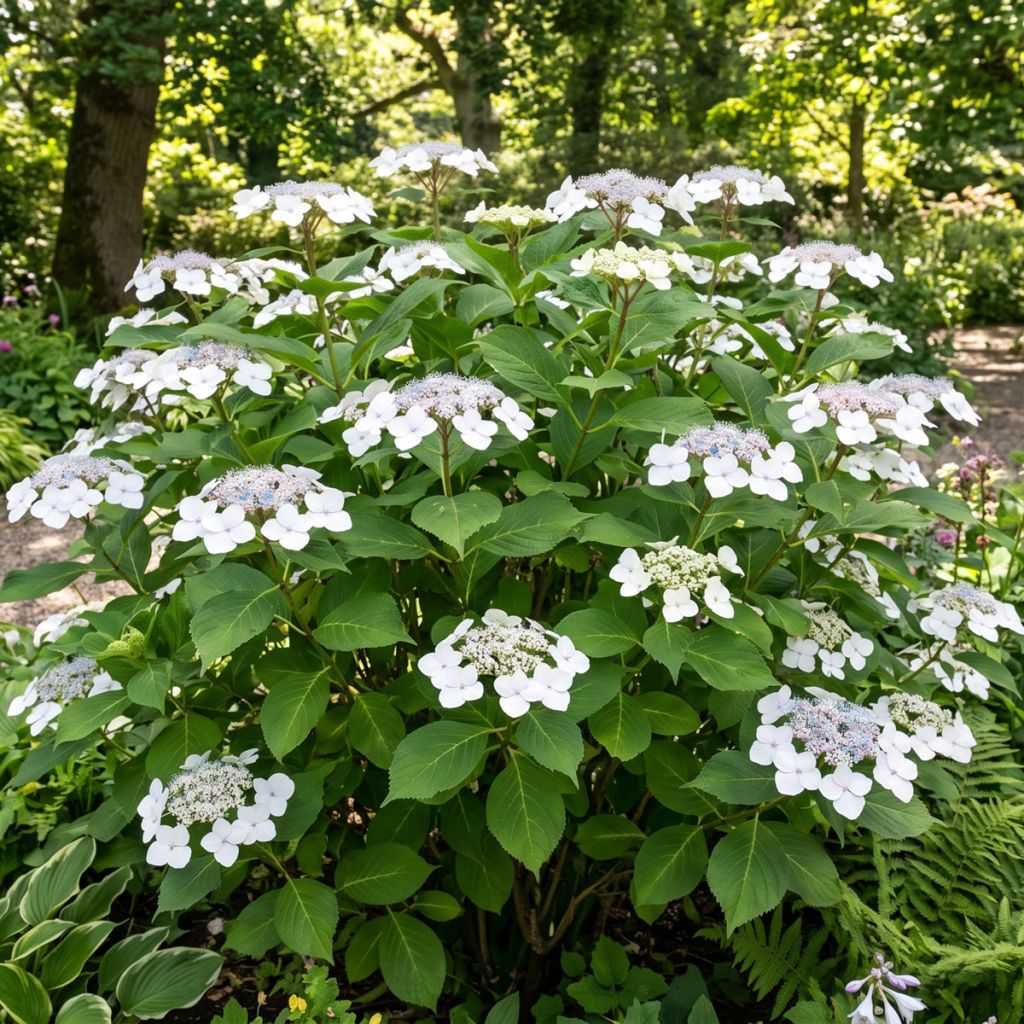 Hortensia à têtes plates blanc