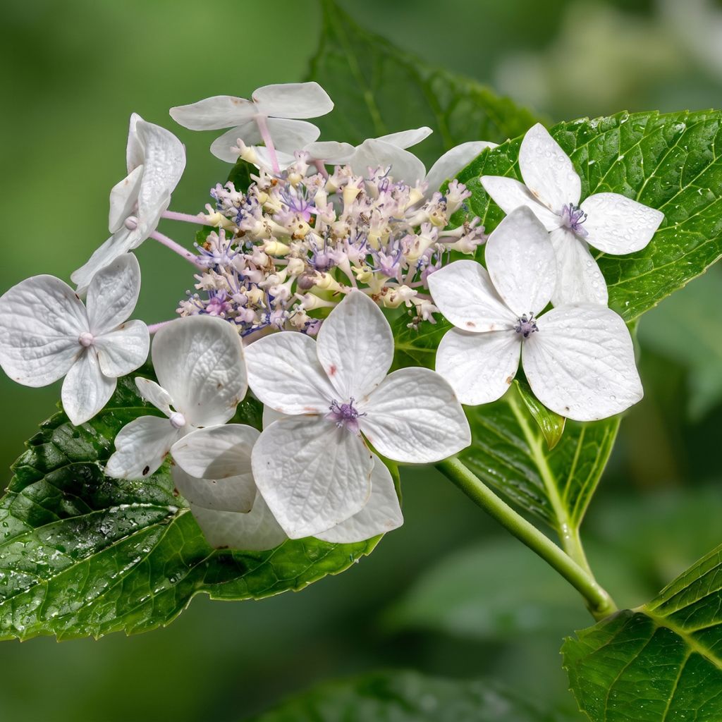 Hortensia à têtes plates blanc