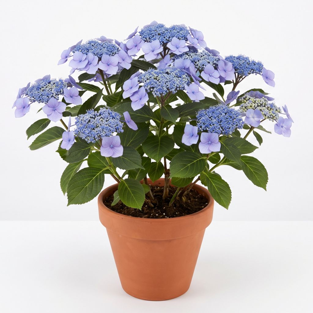 Hortensia à têtes plates bleu