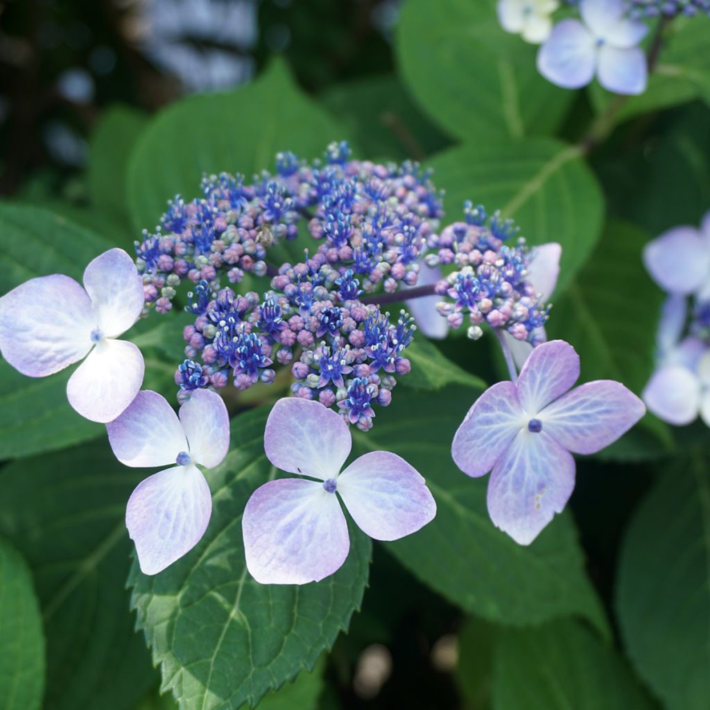 Hortensia à têtes plates bleu