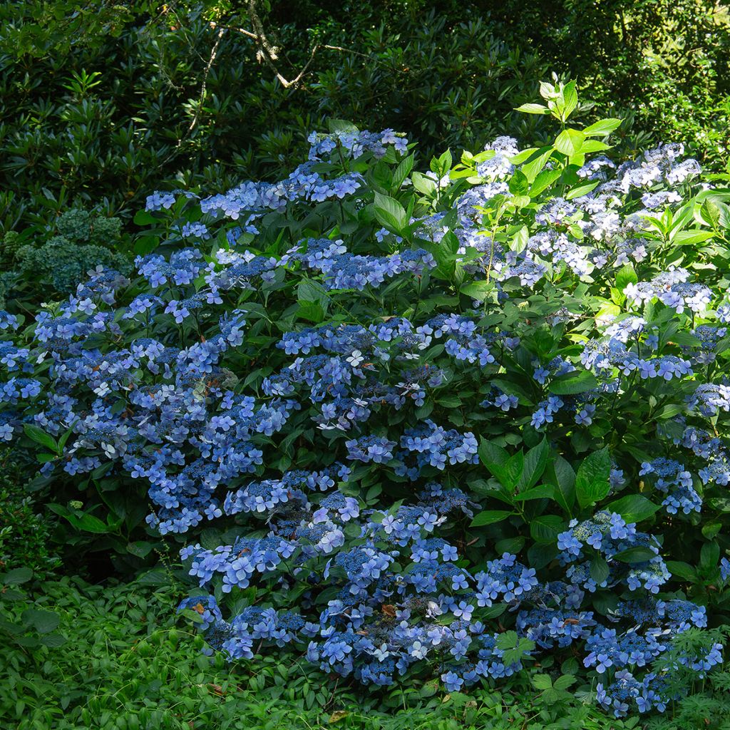 Hortensia à têtes plates bleu