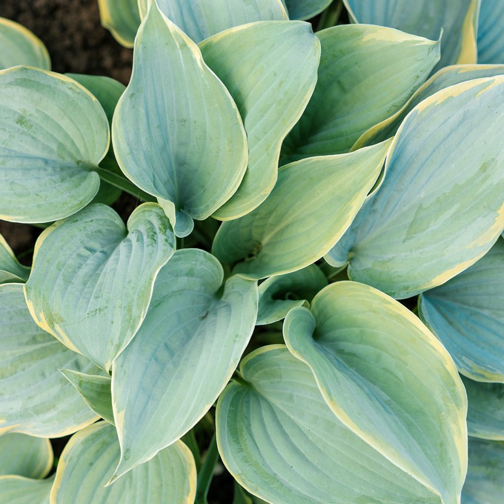 Hosta mauve, feuilles bleues bordées de crème