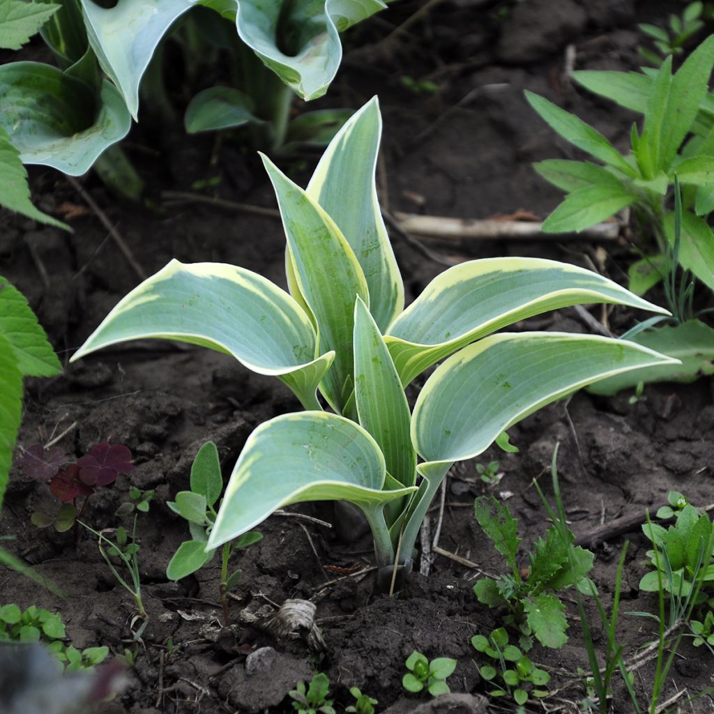 Hosta mauve, feuilles bleues bordées de crème
