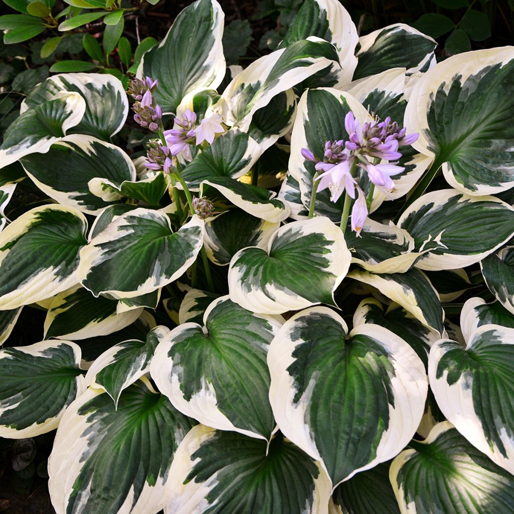 Hosta mauve, feuilles panachées vert et ivoire