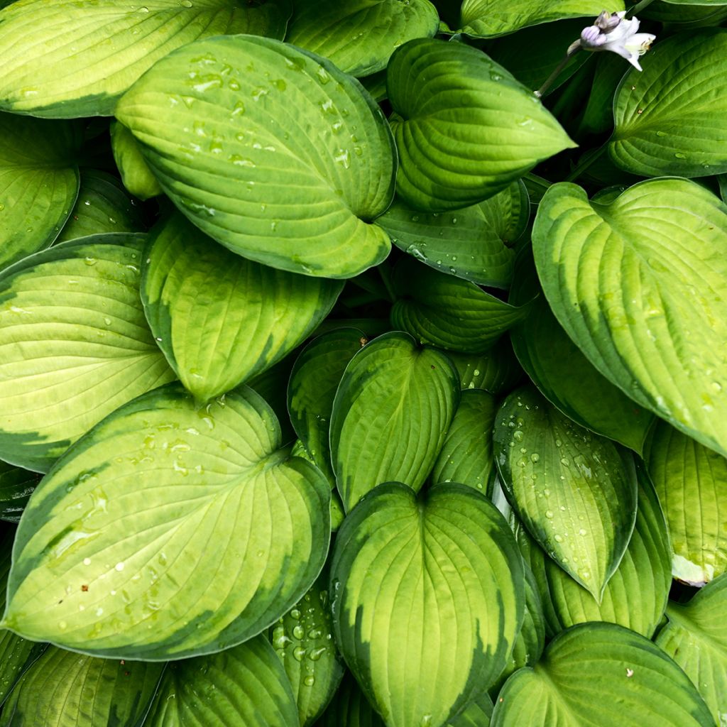 Hosta mauve, feuilles vert pâle bordées de vert