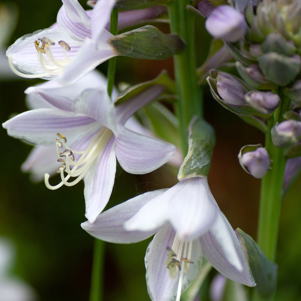 Hosta mauve, feuilles vert pâle bordées de vert