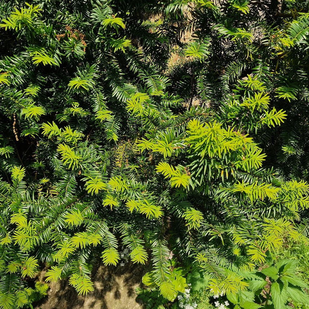 If commun à baies